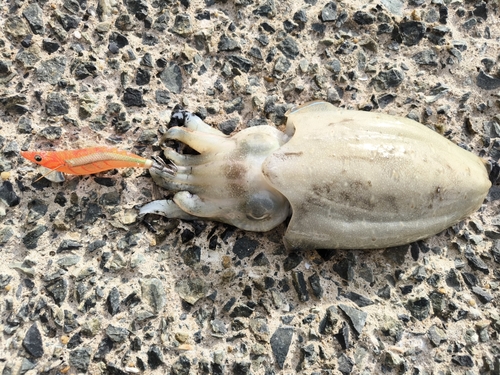 モンゴウイカの釣果