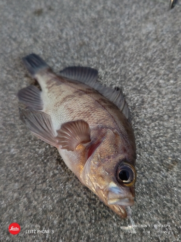 メバルの釣果