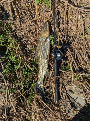 ニゴイの釣果