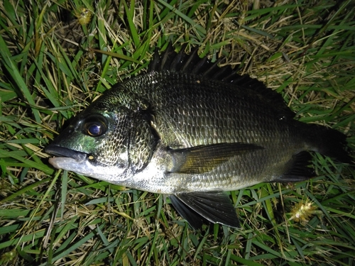 チンチンの釣果