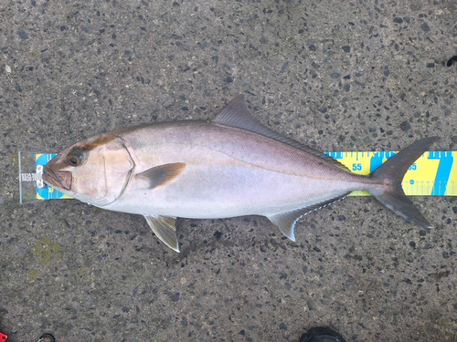 ネリゴの釣果