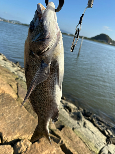 チヌの釣果