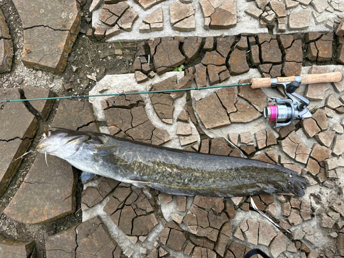 ニホンナマズの釣果