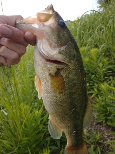 ブラックバスの釣果