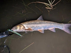 ウグイの釣果