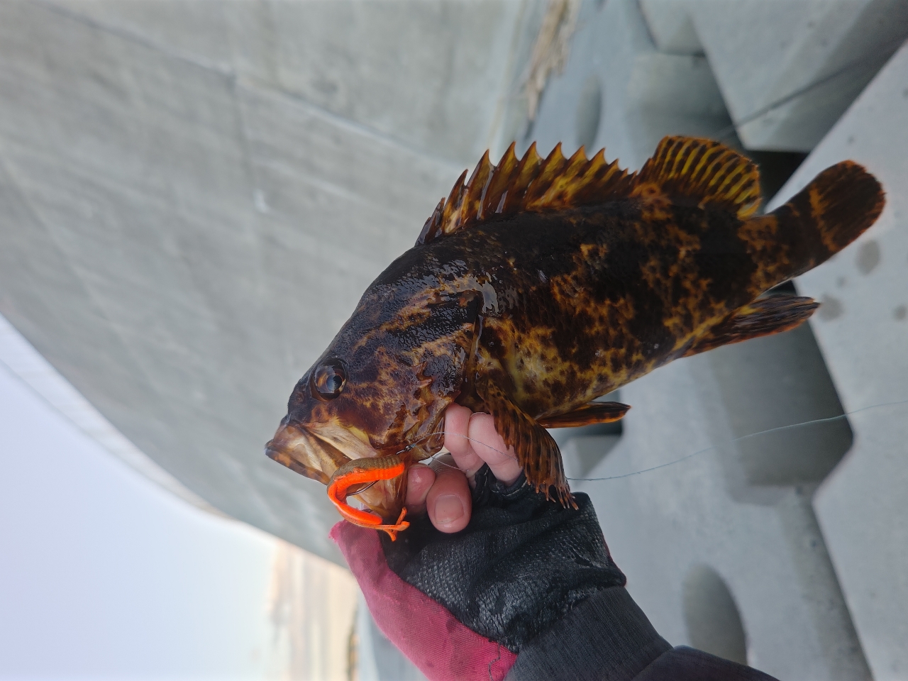 タケノコメバル