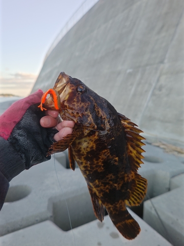 タケノコメバルの釣果