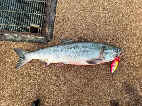 サケの釣果