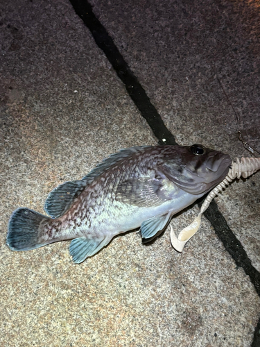 マゾイの釣果