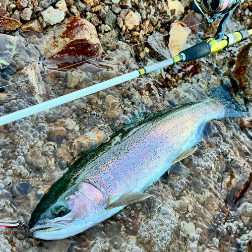 ニジマスの釣果