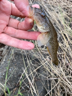 マハゼの釣果