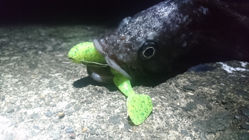 クロソイの釣果