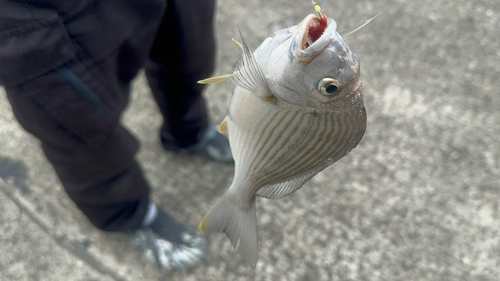 ヘダイの釣果