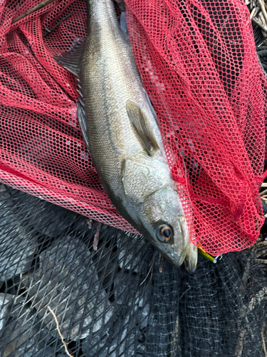 フッコ（マルスズキ）の釣果