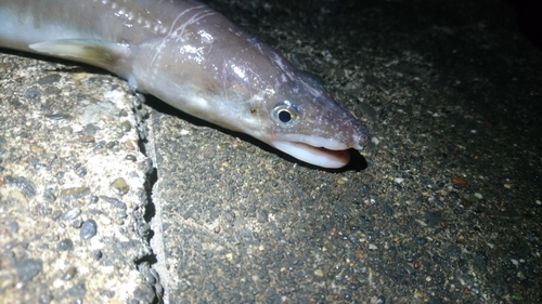 アナゴの釣果