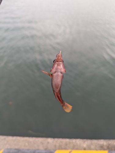 アカササノハベラの釣果