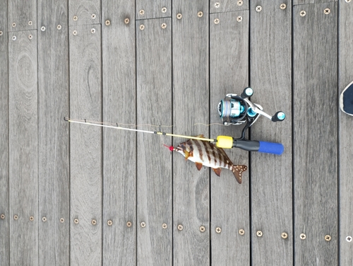 タカノハダイの釣果