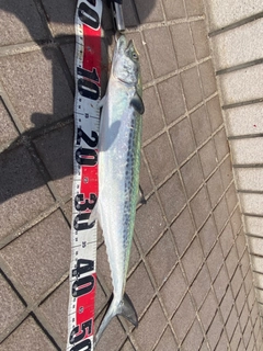 サゴシの釣果