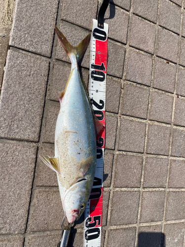 ハマチの釣果