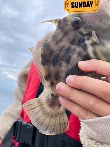 カワハギの釣果