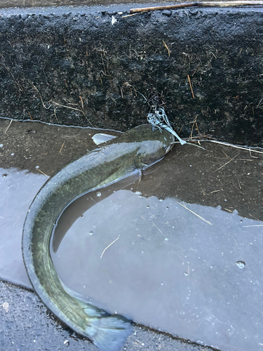 ナマズの釣果