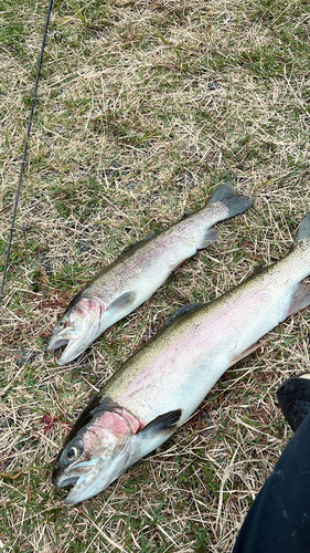 ニジマスの釣果