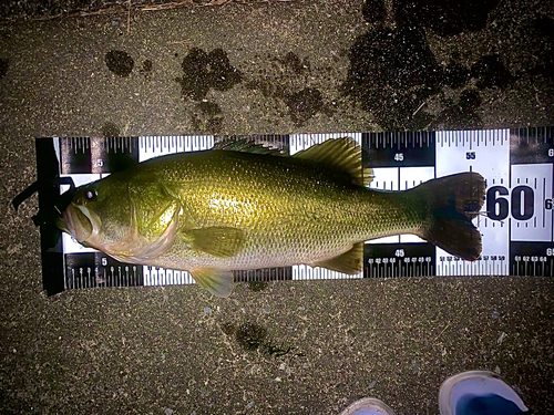 ブラックバスの釣果