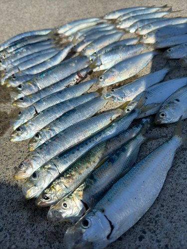 マイワシの釣果