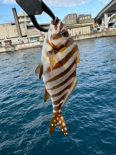 タカノハダイの釣果