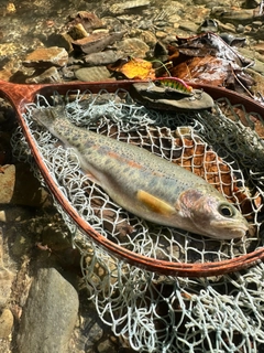 ニジマスの釣果