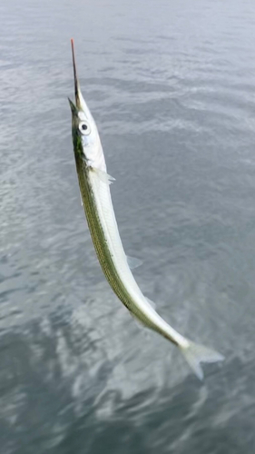 サヨリの釣果