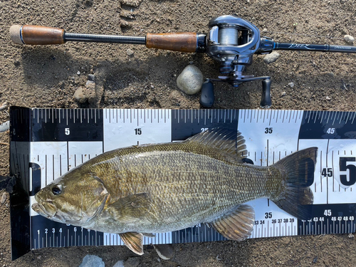 スモールマウスバスの釣果