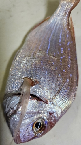 タイの釣果