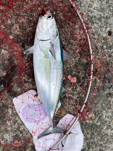 ソウダガツオの釣果