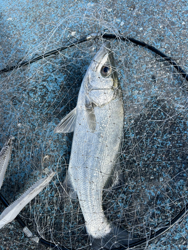 セイゴ（ヒラスズキ）の釣果