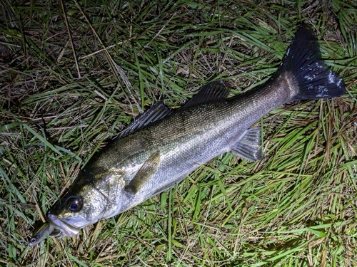 フッコ（マルスズキ）の釣果