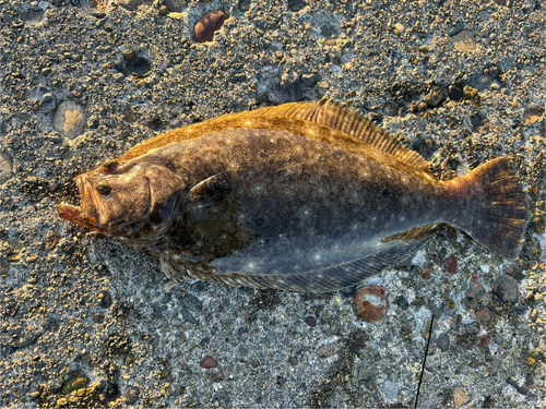 カレイの釣果