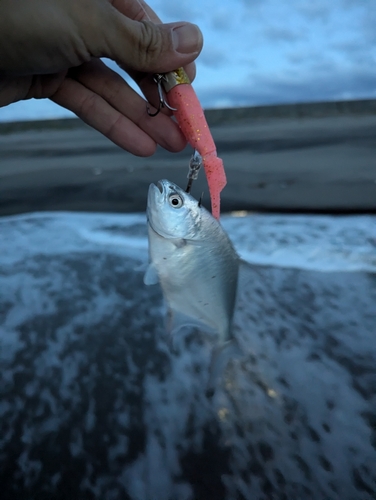 コバンアジの釣果