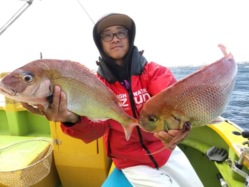 マダイの釣果