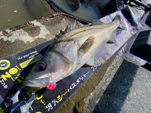 シーバスの釣果