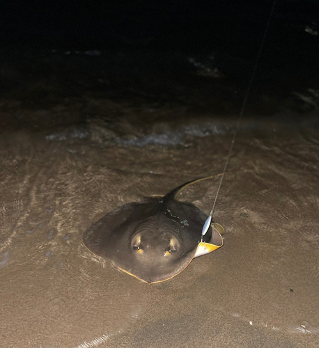 アカエイの釣果