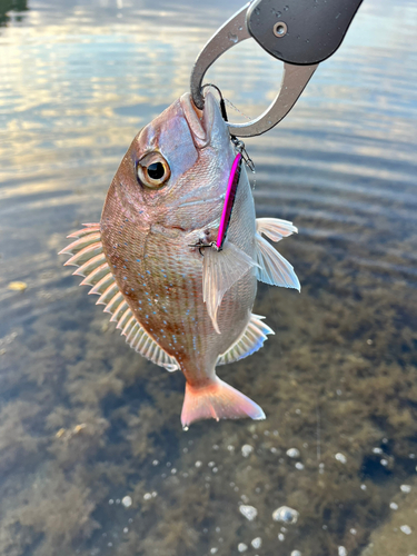 アオハタの釣果