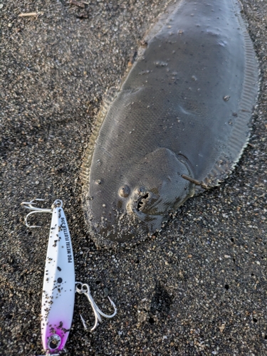 シタビラメの釣果