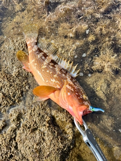 キジハタの釣果