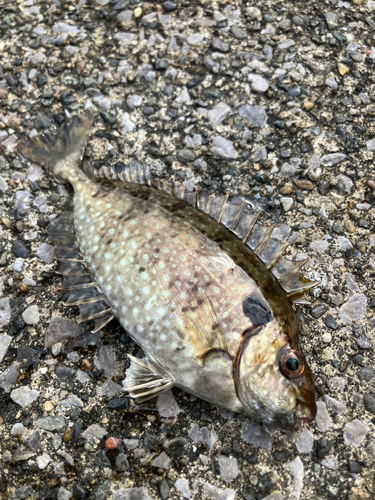 アイゴの釣果