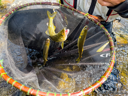 アユの釣果