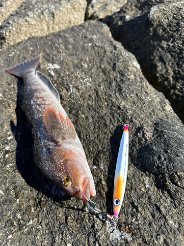 アイナメの釣果