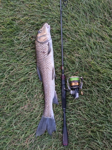 ニゴイの釣果