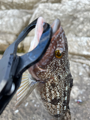 アイナメの釣果