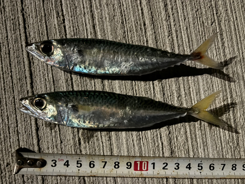 サバの釣果